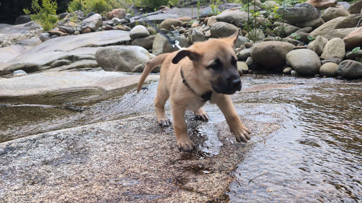 chinook dog